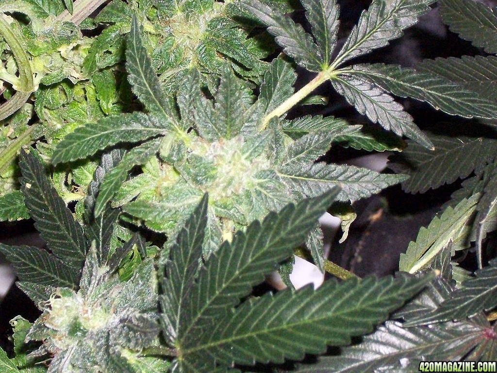 KingJohnC_s_Green_Sun_LED_Lights_Znet4_Aeroponic_Indoor_Grow_Journal_and_Review_2015-01-06_-_069.JPG