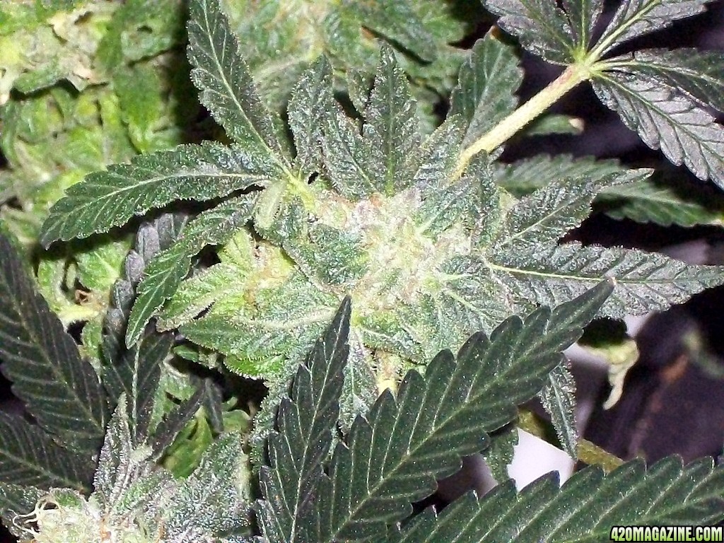KingJohnC_s_Green_Sun_LED_Lights_Znet4_Aeroponic_Indoor_Grow_Journal_and_Review_2015-01-06_-_070.JPG