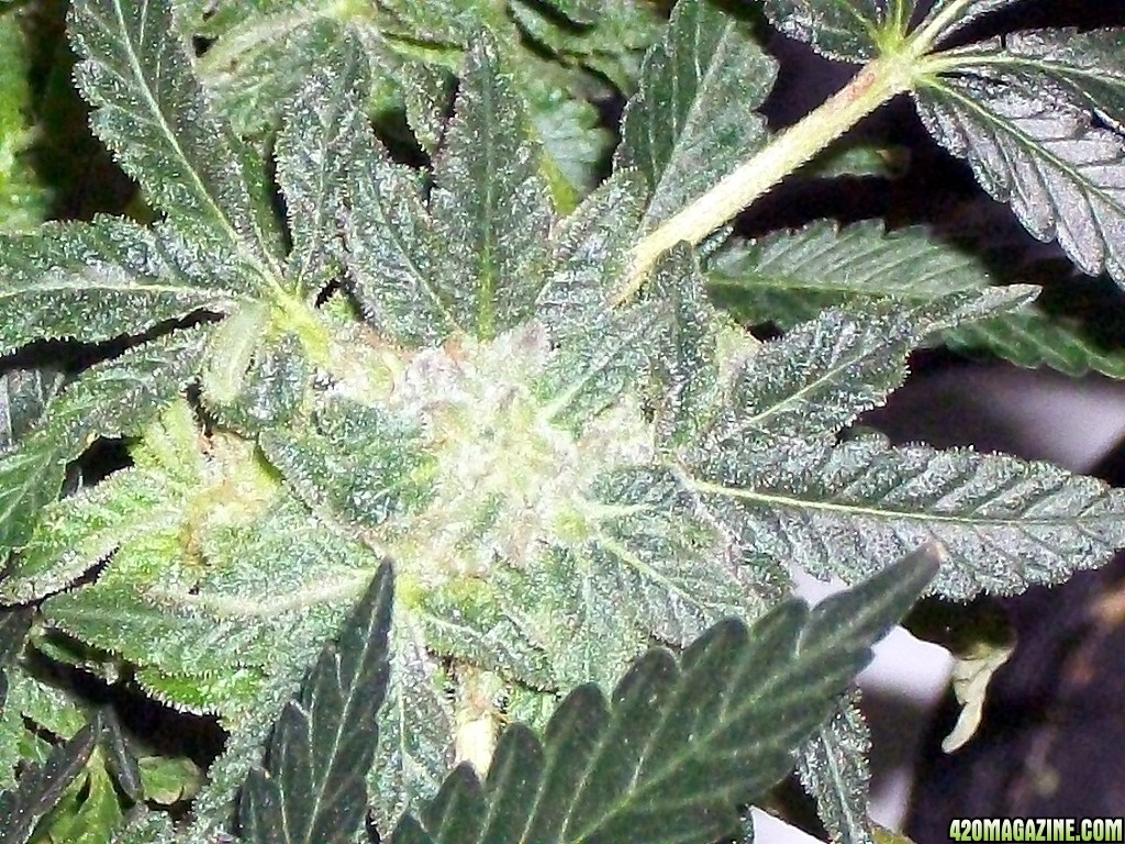 KingJohnC_s_Green_Sun_LED_Lights_Znet4_Aeroponic_Indoor_Grow_Journal_and_Review_2015-01-06_-_071.JPG