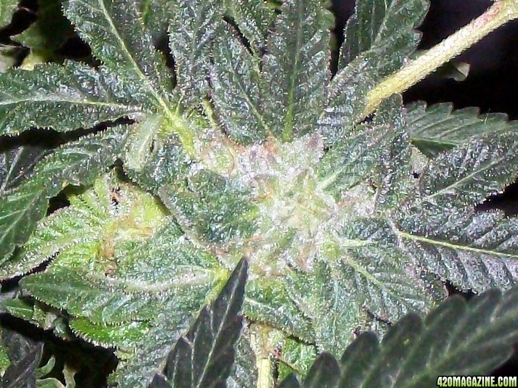 KingJohnC_s_Green_Sun_LED_Lights_Znet4_Aeroponic_Indoor_Grow_Journal_and_Review_2015-01-06_-_072.JPG