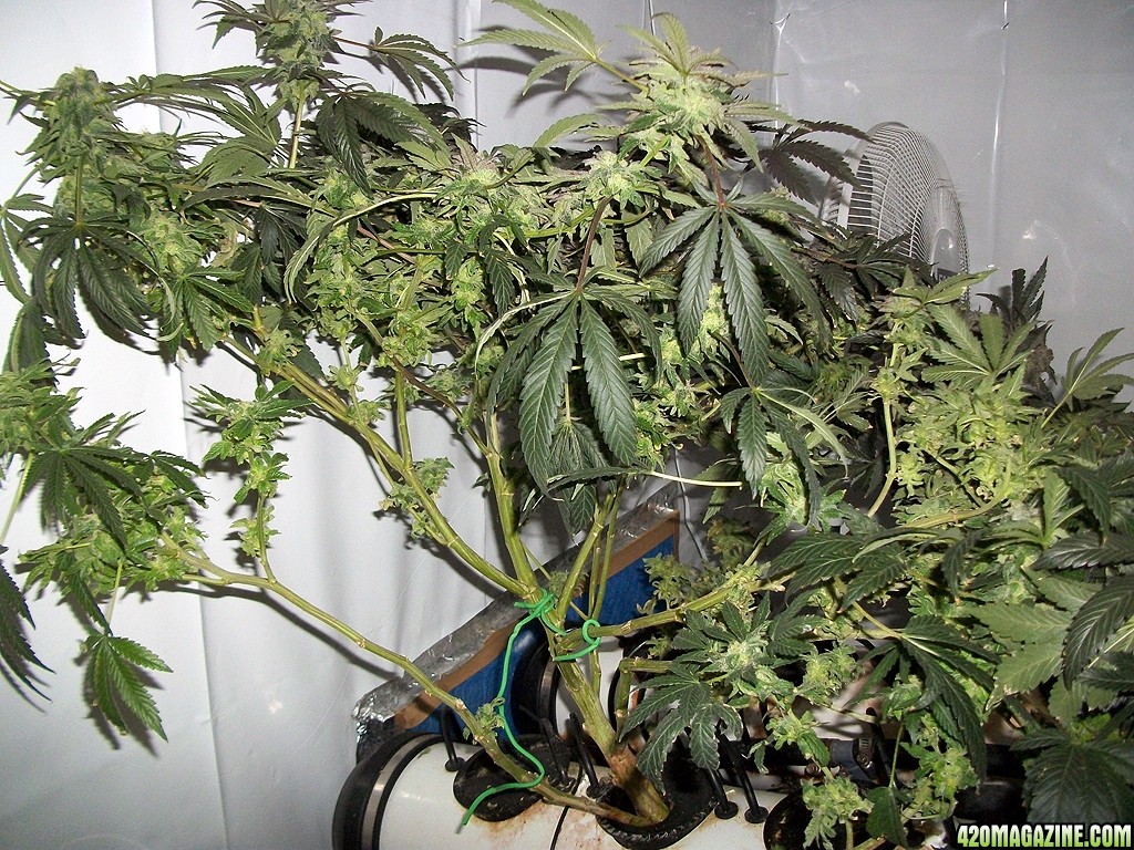 KingJohnC_s_Green_Sun_LED_Lights_Znet4_Aeroponic_Indoor_Grow_Journal_and_Review_2015-01-06_-_073.JPG