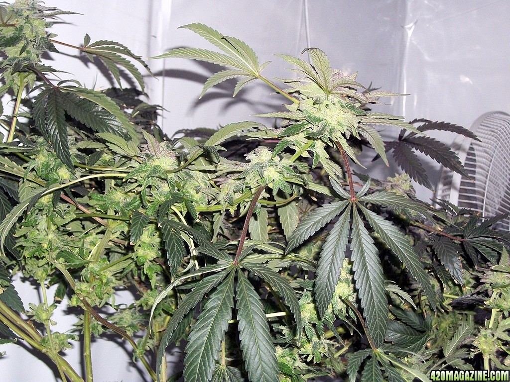 KingJohnC_s_Green_Sun_LED_Lights_Znet4_Aeroponic_Indoor_Grow_Journal_and_Review_2015-01-06_-_074.JPG