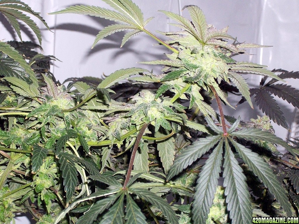 KingJohnC_s_Green_Sun_LED_Lights_Znet4_Aeroponic_Indoor_Grow_Journal_and_Review_2015-01-06_-_075.JPG