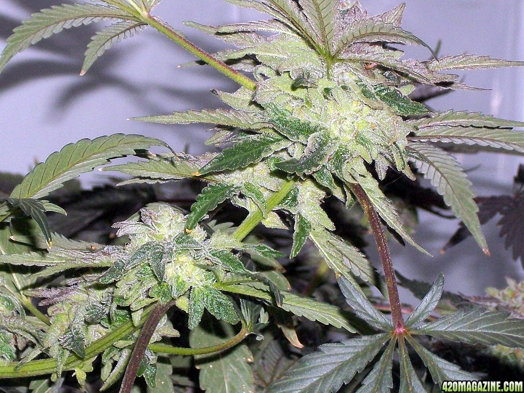 KingJohnC_s_Green_Sun_LED_Lights_Znet4_Aeroponic_Indoor_Grow_Journal_and_Review_2015-01-06_-_076.JPG