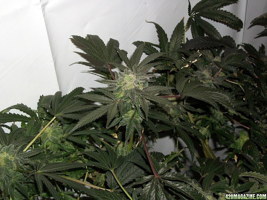 KingJohnC_s_Green_Sun_LED_Lights_Znet4_Aeroponic_Indoor_Grow_Journal_and_Review_2015-01-06_-_080.JPG