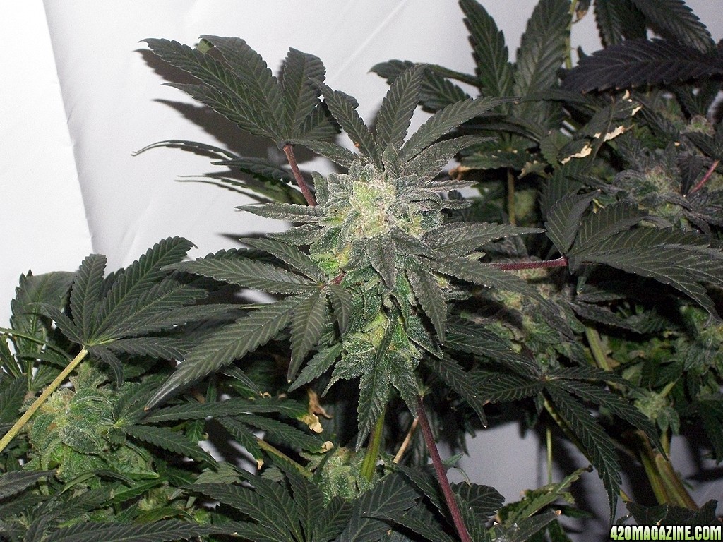 KingJohnC_s_Green_Sun_LED_Lights_Znet4_Aeroponic_Indoor_Grow_Journal_and_Review_2015-01-06_-_081.JPG