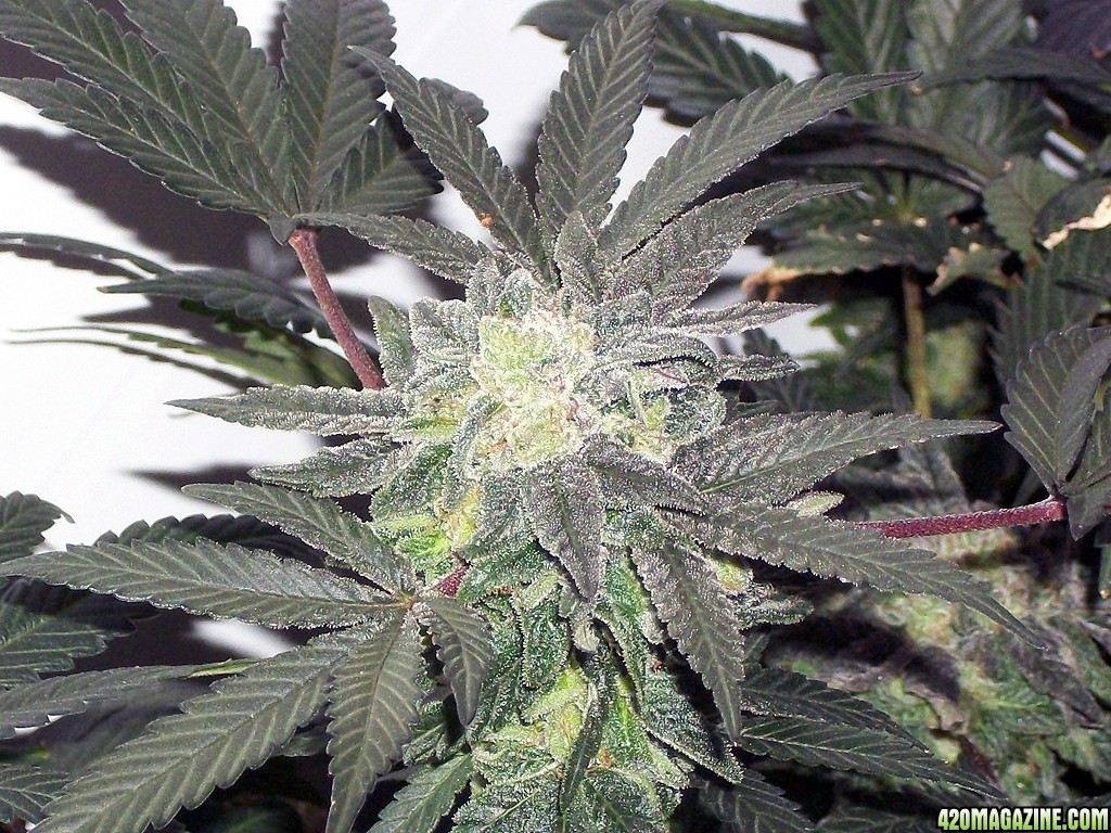 KingJohnC_s_Green_Sun_LED_Lights_Znet4_Aeroponic_Indoor_Grow_Journal_and_Review_2015-01-06_-_082.JPG