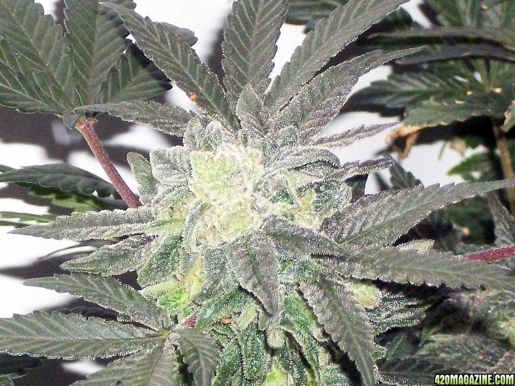 KingJohnC_s_Green_Sun_LED_Lights_Znet4_Aeroponic_Indoor_Grow_Journal_and_Review_2015-01-06_-_083.JPG