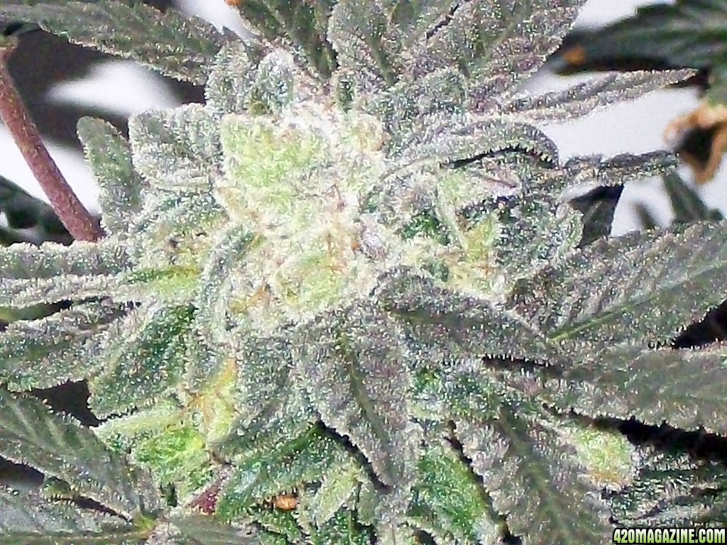 KingJohnC_s_Green_Sun_LED_Lights_Znet4_Aeroponic_Indoor_Grow_Journal_and_Review_2015-01-06_-_084.JPG