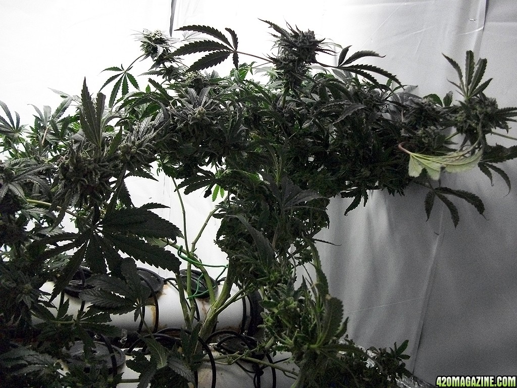 KingJohnC_s_Green_Sun_LED_Lights_Znet4_Aeroponic_Indoor_Grow_Journal_and_Review_2015-01-06_-_085.JPG