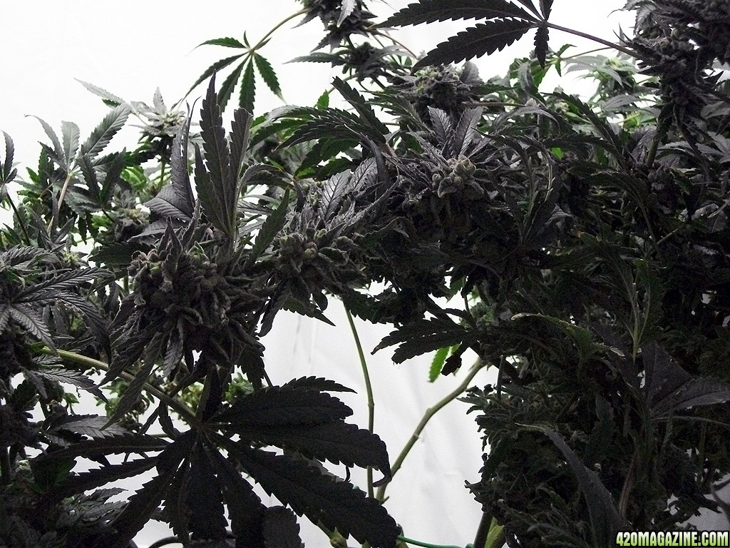 KingJohnC_s_Green_Sun_LED_Lights_Znet4_Aeroponic_Indoor_Grow_Journal_and_Review_2015-01-06_-_086.JPG
