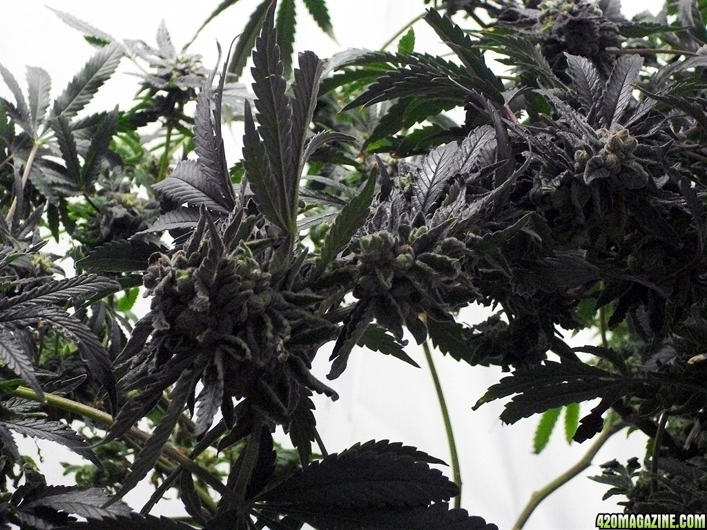 KingJohnC_s_Green_Sun_LED_Lights_Znet4_Aeroponic_Indoor_Grow_Journal_and_Review_2015-01-06_-_087.JPG