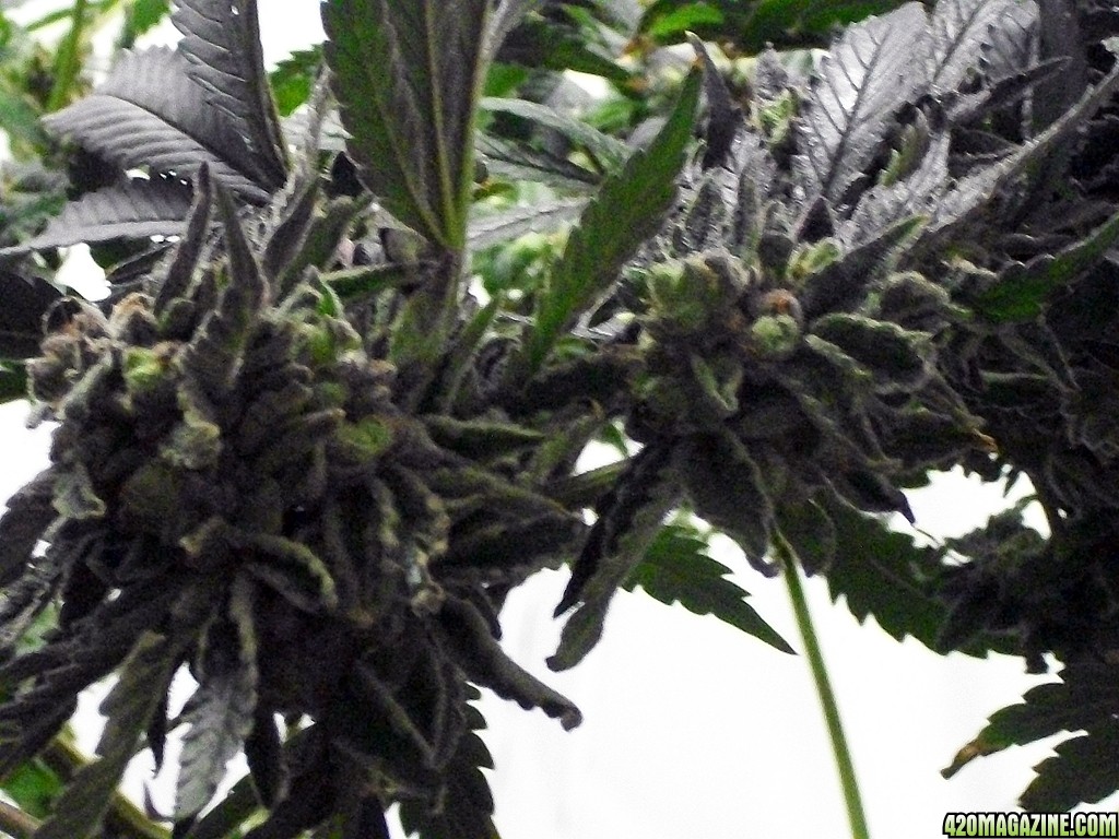 KingJohnC_s_Green_Sun_LED_Lights_Znet4_Aeroponic_Indoor_Grow_Journal_and_Review_2015-01-06_-_088.JPG