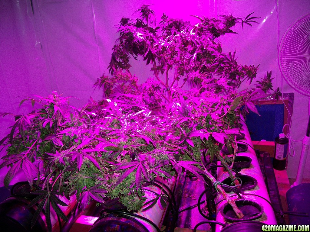 KingJohnC_s_Green_Sun_LED_Lights_Znet4_Aeroponic_Indoor_Grow_Journal_and_Review_2015-01-17_-_003.JPG