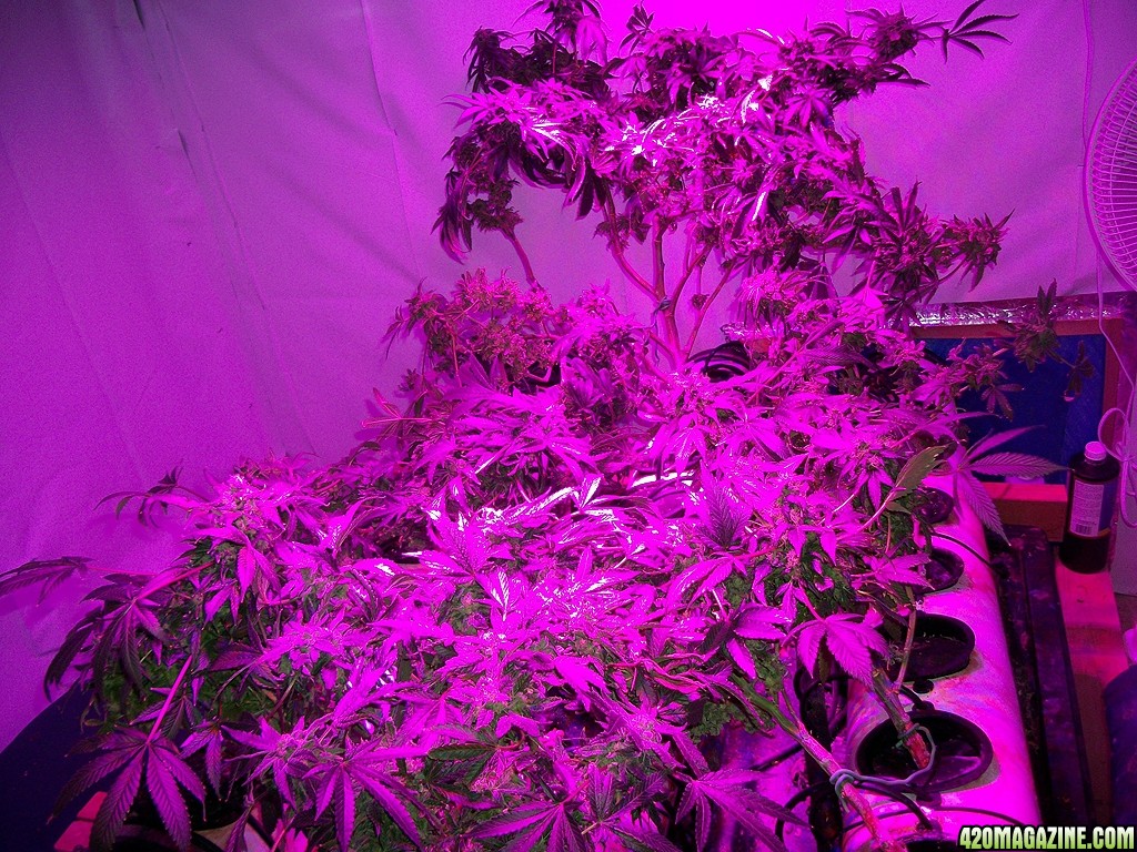 KingJohnC_s_Green_Sun_LED_Lights_Znet4_Aeroponic_Indoor_Grow_Journal_and_Review_2015-01-17_-_004.JPG