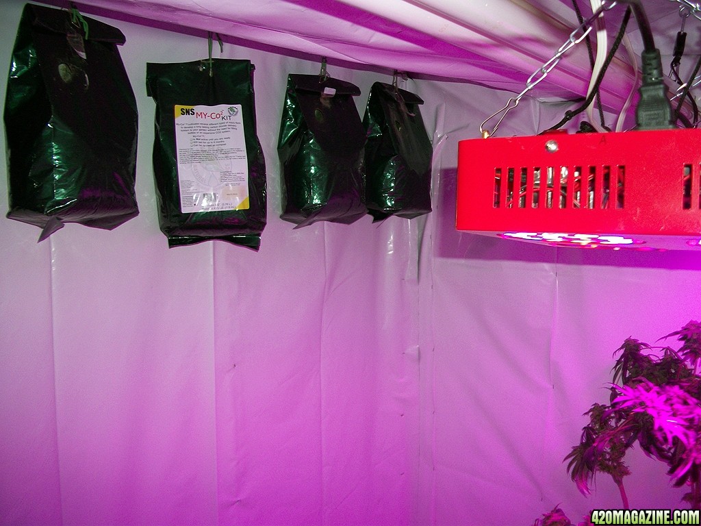 KingJohnC_s_Green_Sun_LED_Lights_Znet4_Aeroponic_Indoor_Grow_Journal_and_Review_2015-01-17_-_006.JPG