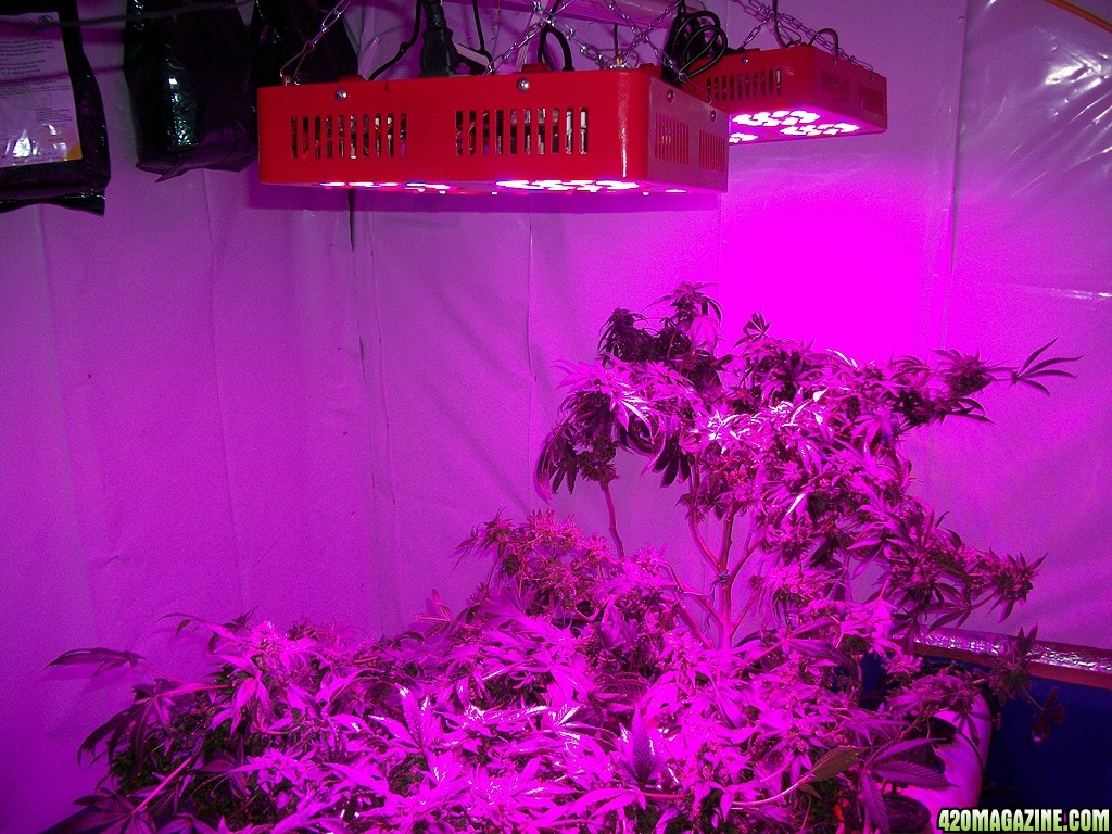 KingJohnC_s_Green_Sun_LED_Lights_Znet4_Aeroponic_Indoor_Grow_Journal_and_Review_2015-01-17_-_007.JPG