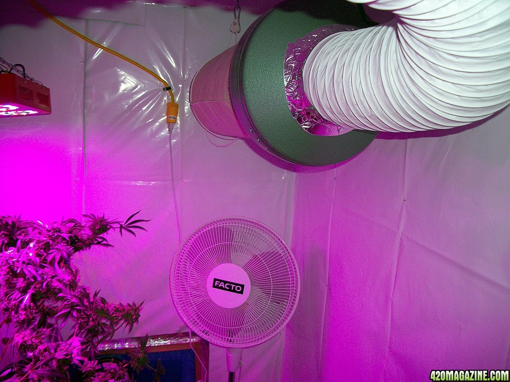 KingJohnC_s_Green_Sun_LED_Lights_Znet4_Aeroponic_Indoor_Grow_Journal_and_Review_2015-01-17_-_008.JPG