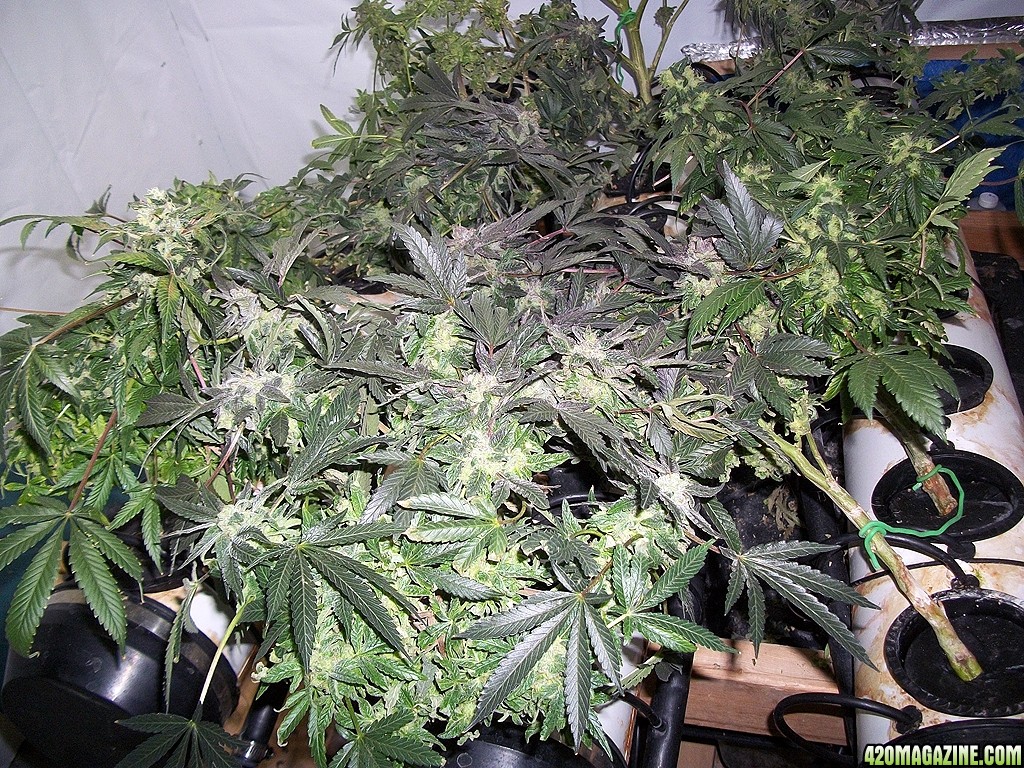 KingJohnC_s_Green_Sun_LED_Lights_Znet4_Aeroponic_Indoor_Grow_Journal_and_Review_2015-01-17_-_009.JPG