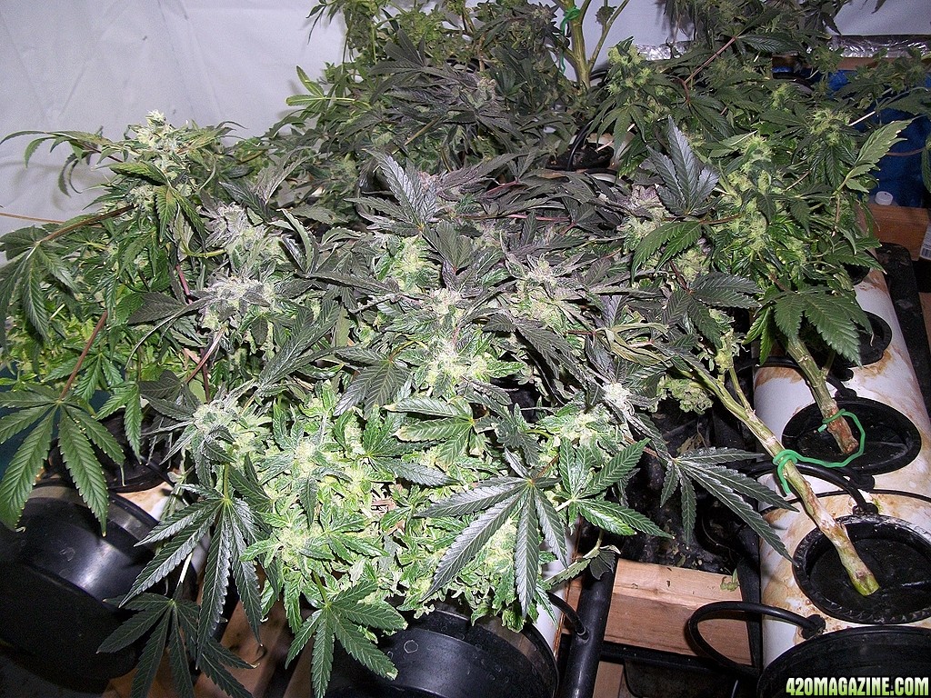 KingJohnC_s_Green_Sun_LED_Lights_Znet4_Aeroponic_Indoor_Grow_Journal_and_Review_2015-01-17_-_010.JPG