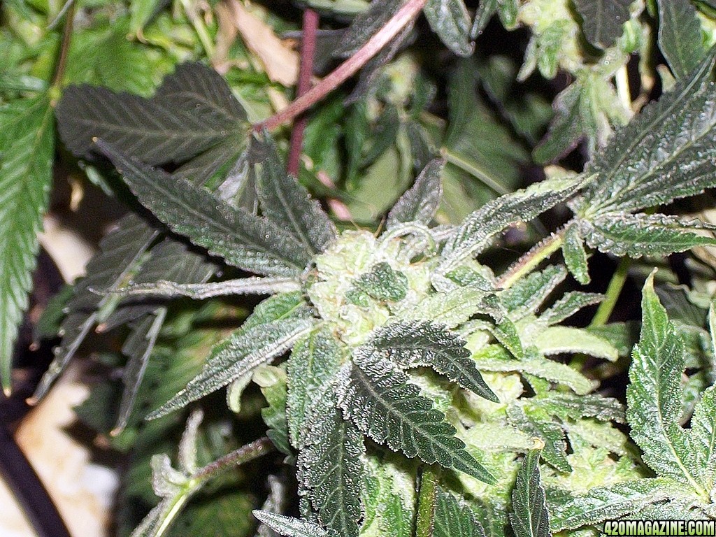KingJohnC_s_Green_Sun_LED_Lights_Znet4_Aeroponic_Indoor_Grow_Journal_and_Review_2015-01-17_-_015.JPG
