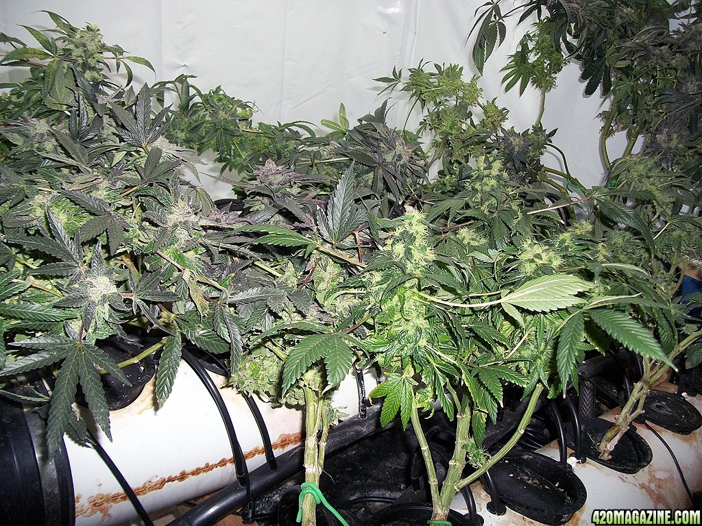 KingJohnC_s_Green_Sun_LED_Lights_Znet4_Aeroponic_Indoor_Grow_Journal_and_Review_2015-01-17_-_017.JPG