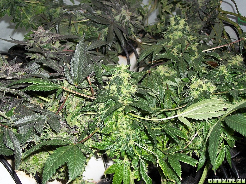 KingJohnC_s_Green_Sun_LED_Lights_Znet4_Aeroponic_Indoor_Grow_Journal_and_Review_2015-01-17_-_018.JPG