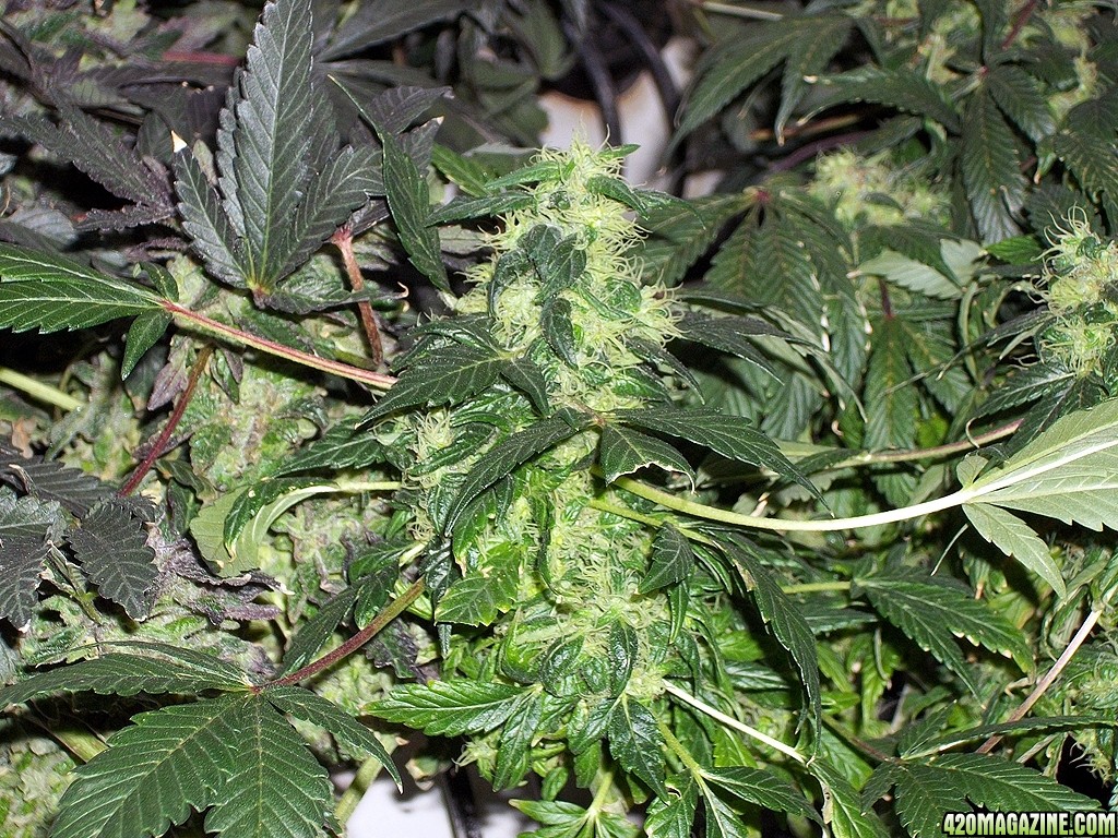 KingJohnC_s_Green_Sun_LED_Lights_Znet4_Aeroponic_Indoor_Grow_Journal_and_Review_2015-01-17_-_019.JPG