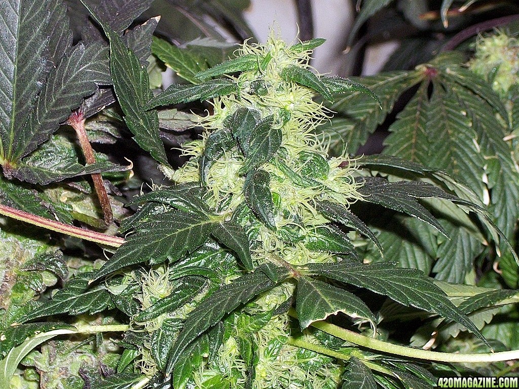 KingJohnC_s_Green_Sun_LED_Lights_Znet4_Aeroponic_Indoor_Grow_Journal_and_Review_2015-01-17_-_021.JPG