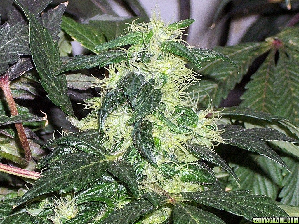 KingJohnC_s_Green_Sun_LED_Lights_Znet4_Aeroponic_Indoor_Grow_Journal_and_Review_2015-01-17_-_022.JPG