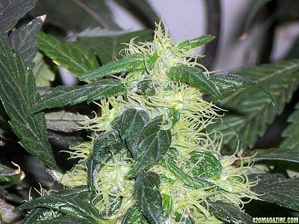 KingJohnC_s_Green_Sun_LED_Lights_Znet4_Aeroponic_Indoor_Grow_Journal_and_Review_2015-01-17_-_023.JPG