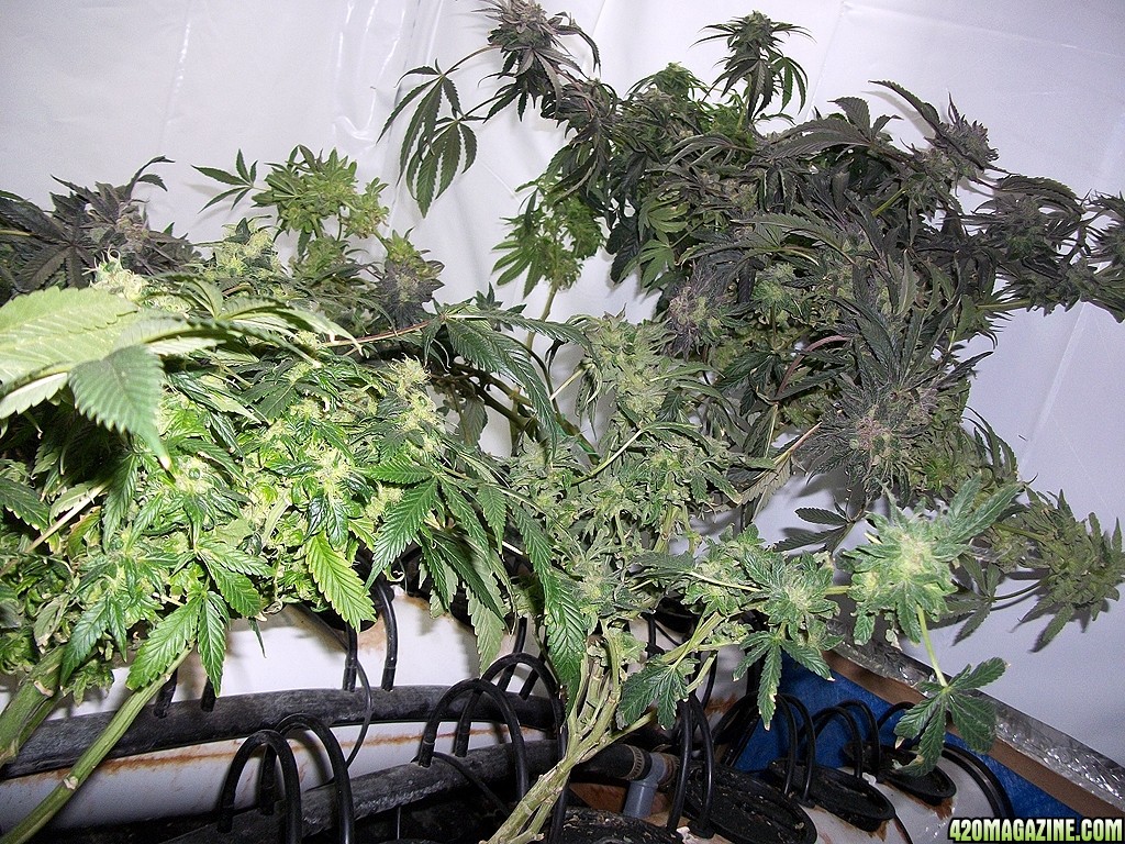 KingJohnC_s_Green_Sun_LED_Lights_Znet4_Aeroponic_Indoor_Grow_Journal_and_Review_2015-01-17_-_025.JPG
