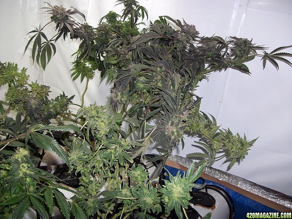 KingJohnC_s_Green_Sun_LED_Lights_Znet4_Aeroponic_Indoor_Grow_Journal_and_Review_2015-01-17_-_026.JPG