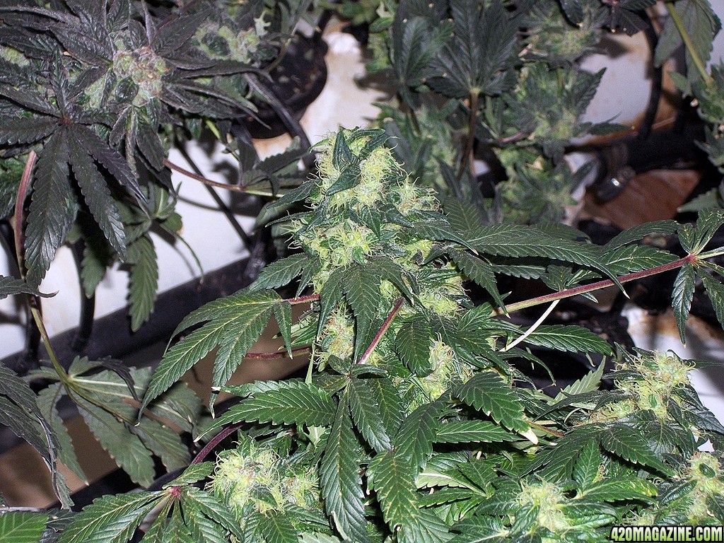 KingJohnC_s_Green_Sun_LED_Lights_Znet4_Aeroponic_Indoor_Grow_Journal_and_Review_2015-01-17_-_028.JPG