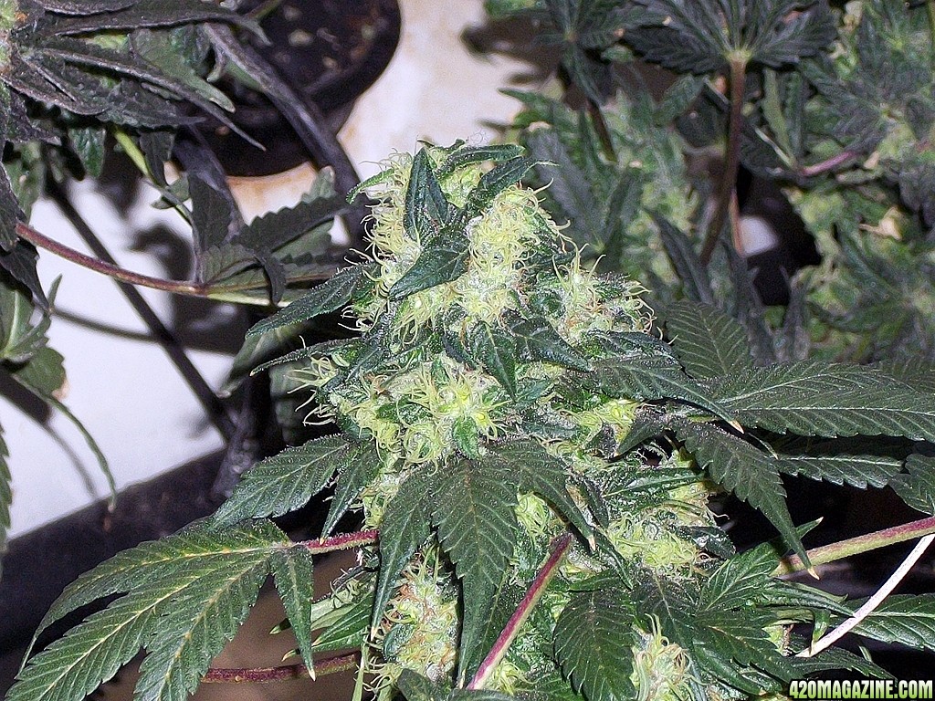 KingJohnC_s_Green_Sun_LED_Lights_Znet4_Aeroponic_Indoor_Grow_Journal_and_Review_2015-01-17_-_029.JPG