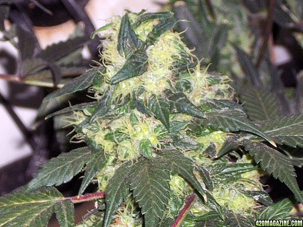 KingJohnC_s_Green_Sun_LED_Lights_Znet4_Aeroponic_Indoor_Grow_Journal_and_Review_2015-01-17_-_030.JPG