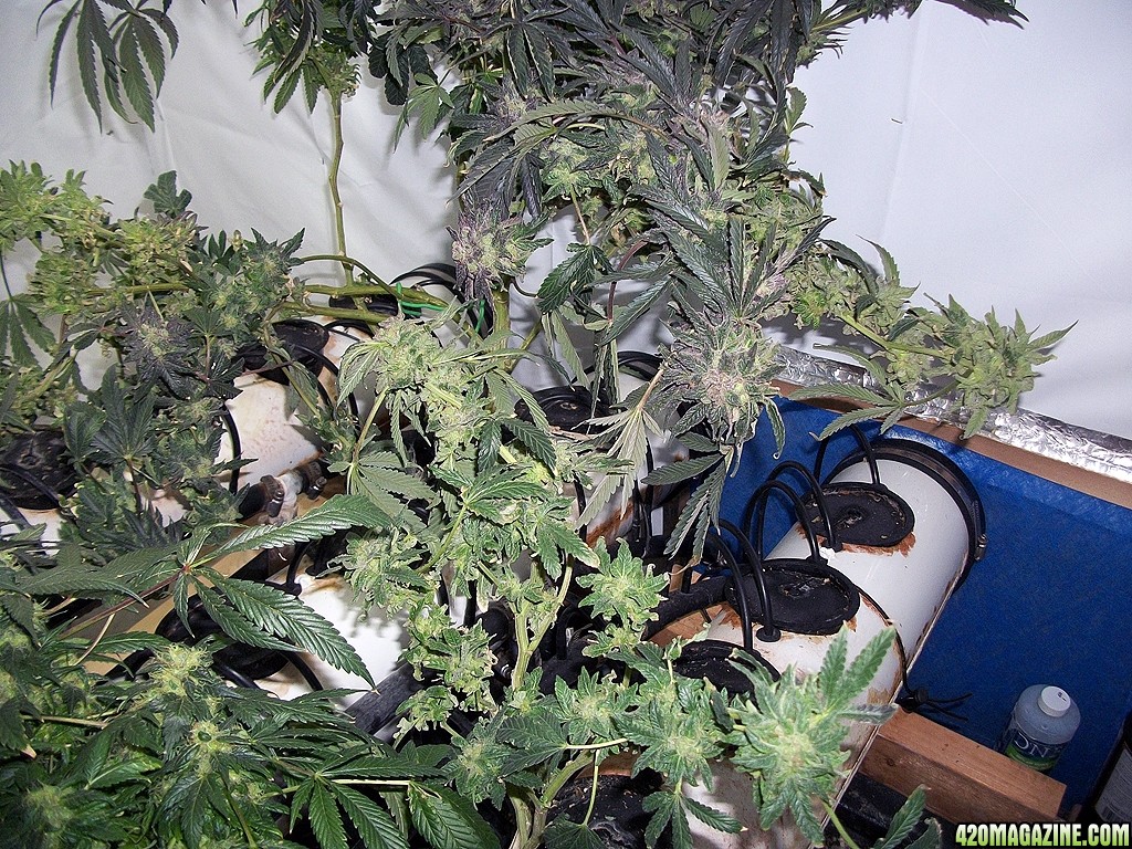 KingJohnC_s_Green_Sun_LED_Lights_Znet4_Aeroponic_Indoor_Grow_Journal_and_Review_2015-01-17_-_032.JPG