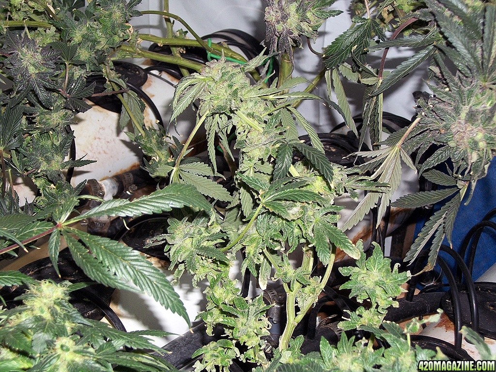 KingJohnC_s_Green_Sun_LED_Lights_Znet4_Aeroponic_Indoor_Grow_Journal_and_Review_2015-01-17_-_033.JPG
