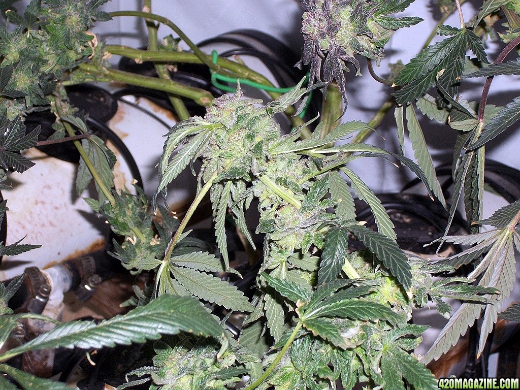KingJohnC_s_Green_Sun_LED_Lights_Znet4_Aeroponic_Indoor_Grow_Journal_and_Review_2015-01-17_-_034.JPG
