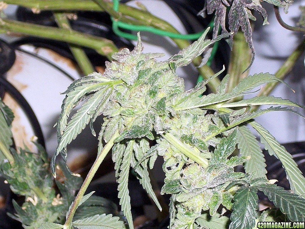 KingJohnC_s_Green_Sun_LED_Lights_Znet4_Aeroponic_Indoor_Grow_Journal_and_Review_2015-01-17_-_035.JPG