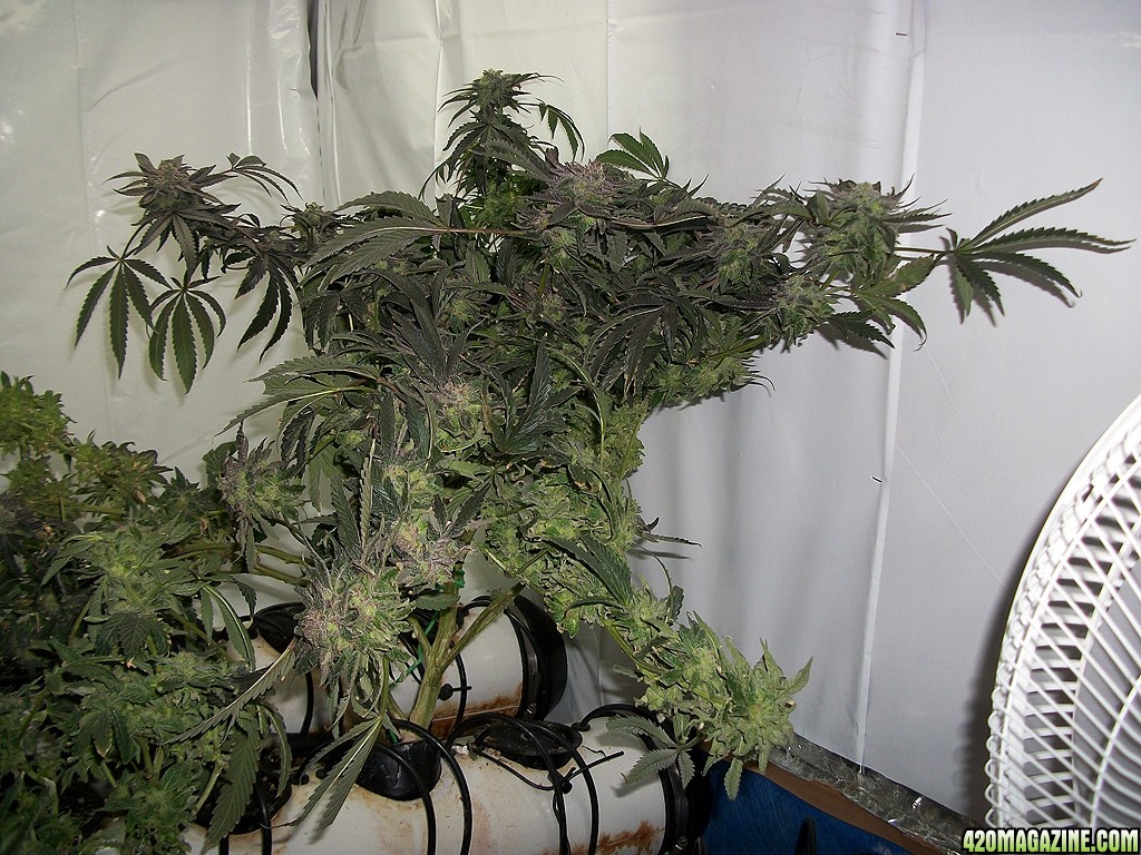 KingJohnC_s_Green_Sun_LED_Lights_Znet4_Aeroponic_Indoor_Grow_Journal_and_Review_2015-01-17_-_038.JPG