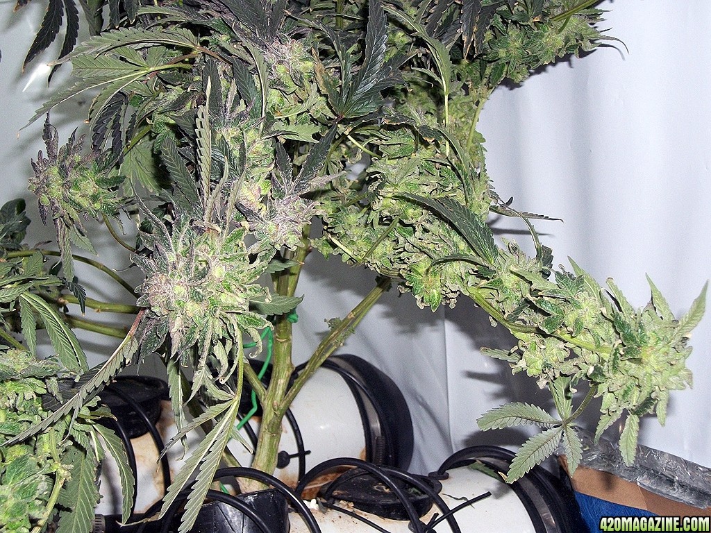 KingJohnC_s_Green_Sun_LED_Lights_Znet4_Aeroponic_Indoor_Grow_Journal_and_Review_2015-01-17_-_039.JPG