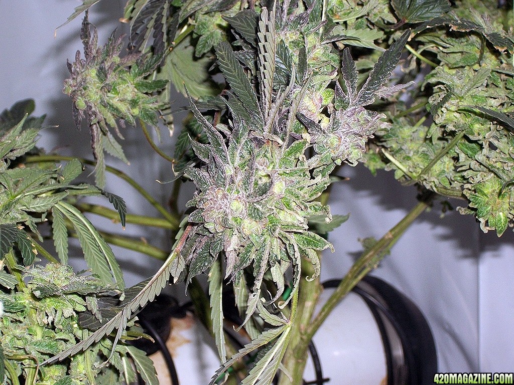 KingJohnC_s_Green_Sun_LED_Lights_Znet4_Aeroponic_Indoor_Grow_Journal_and_Review_2015-01-17_-_040.JPG