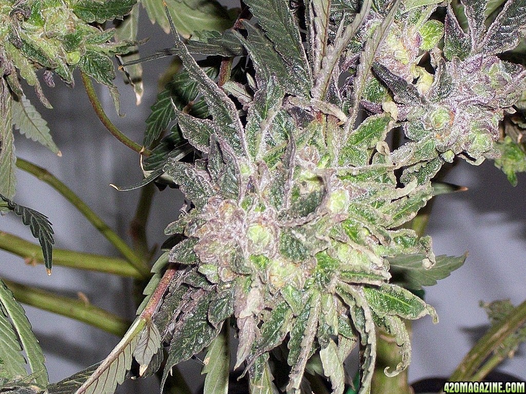 KingJohnC_s_Green_Sun_LED_Lights_Znet4_Aeroponic_Indoor_Grow_Journal_and_Review_2015-01-17_-_041.JPG