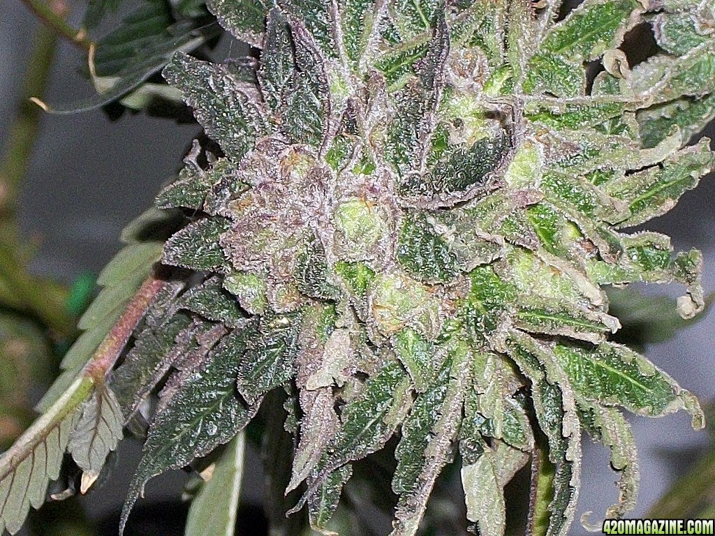 KingJohnC_s_Green_Sun_LED_Lights_Znet4_Aeroponic_Indoor_Grow_Journal_and_Review_2015-01-17_-_042.JPG