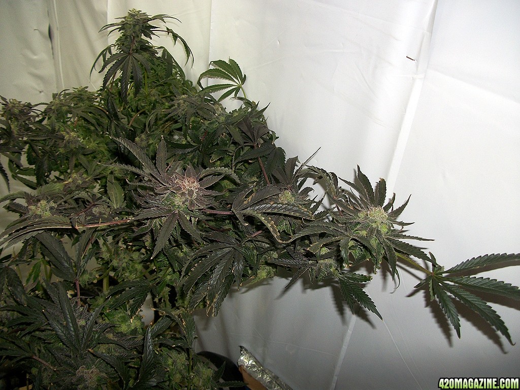 KingJohnC_s_Green_Sun_LED_Lights_Znet4_Aeroponic_Indoor_Grow_Journal_and_Review_2015-01-17_-_044.JPG