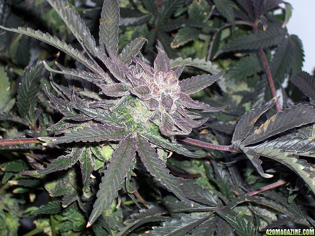 KingJohnC_s_Green_Sun_LED_Lights_Znet4_Aeroponic_Indoor_Grow_Journal_and_Review_2015-01-17_-_046.JPG