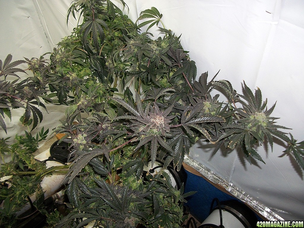 KingJohnC_s_Green_Sun_LED_Lights_Znet4_Aeroponic_Indoor_Grow_Journal_and_Review_2015-01-17_-_051.JPG