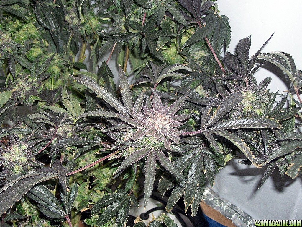KingJohnC_s_Green_Sun_LED_Lights_Znet4_Aeroponic_Indoor_Grow_Journal_and_Review_2015-01-17_-_052.JPG