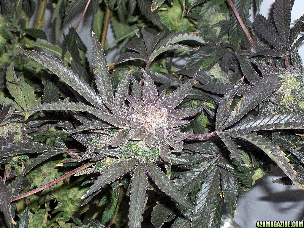 KingJohnC_s_Green_Sun_LED_Lights_Znet4_Aeroponic_Indoor_Grow_Journal_and_Review_2015-01-17_-_053.JPG